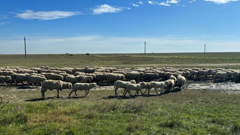 Clienții tradiționali ai României în comerțul cu ovine vii au reluat importurile, după ce suspendarea activității comerciale timp de o săptămână le-a pus sub semnul incertitudinii / Vânzări de peste 7.000.000 de euro