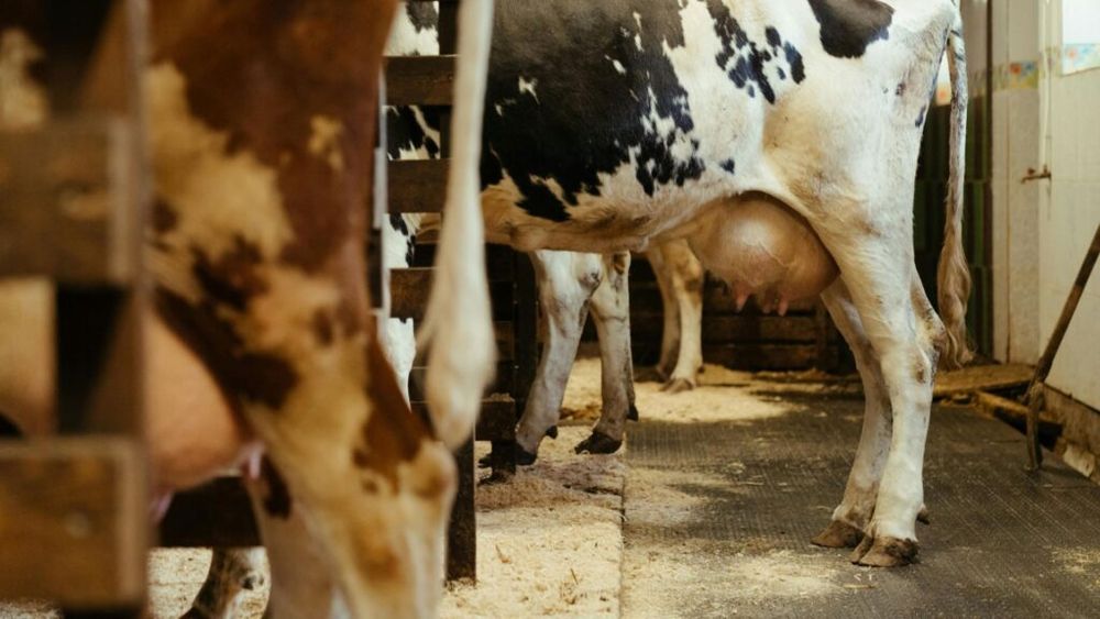 O vacă va călători peste ocean pentru a fi vedeta Salonului Agricol Internațional de la Paris / Vaca Biguine va fi prima reprezentantă a rasei Brahman la un eveniment internațional