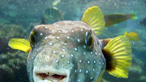 Grecia montează bariere plutitoare împotriva peștelui-iepure / Specia toxică se extinde în Marea Mediterană