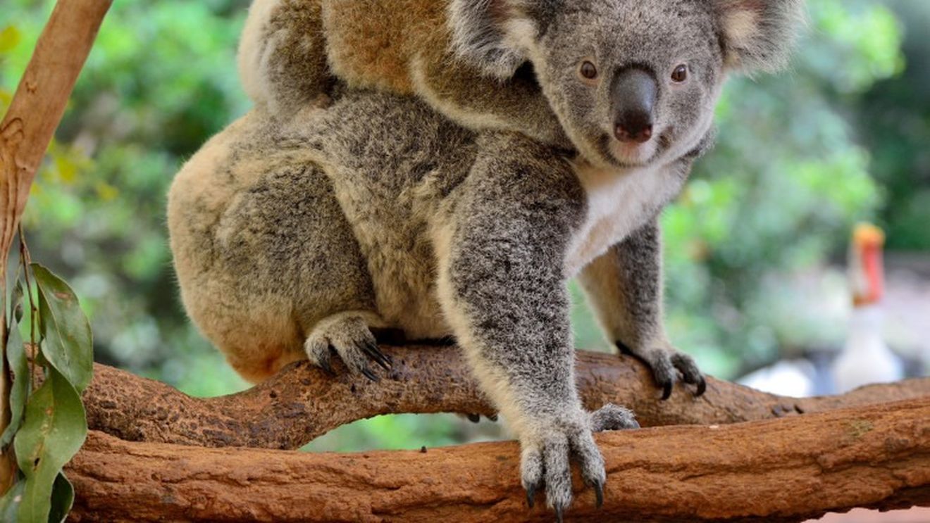 Jumătate dintre speciile de animale și plante din Australia sunt pe terenuri private adecvate pentru agricultură, ceea ce le pune în pericol de extincție