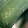 Șase dăunători care pot distruge grădina de legume la începutul verii / Semnele care ar trebui să te pună în alertă