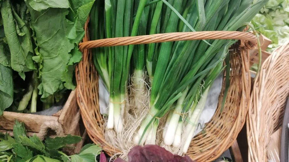 Ceapa verde din Egipt, cerută pe piața germană, din cauză că producția autohtonă este întârziată cu câteva săptămâni, ca urmare a frigului persistent