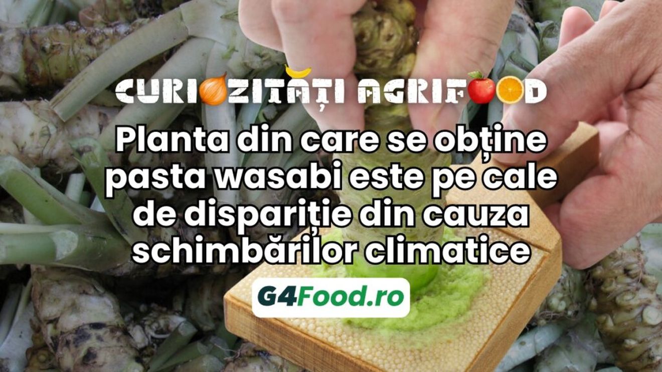 Curiozități agrifood - 8 august: Planta din care se obține pasta wasabi, servită cu sushi și sashimi, este pe cale de dispariție din cauza schimbărilor climatice