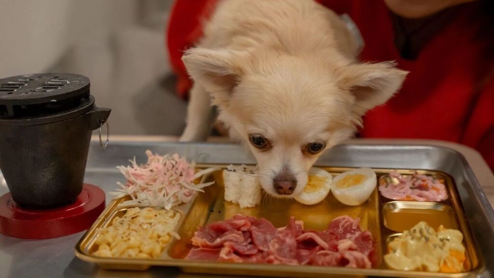 Un restaurant din Toronto are un meniu special pentru câini / Cât costă „Pawgarita”, un amestec de ficat de vită și frișcă?