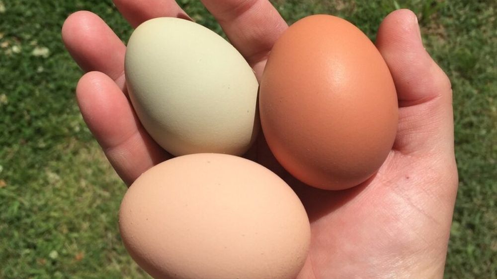 ANALIZĂ Oul românesc: Producția anuală, peste 145.000 t / Locul 8 în Uniunea Europeană, la numărul de găini ouătoare, deși procentual România se situează sub 3% / Care sunt piețele principale