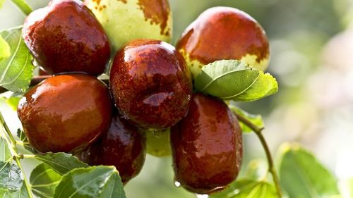 Recolta de curmale din Israel din 2024 pare promițătoare. A început cu 10 zile mai devreme decât anul trecut