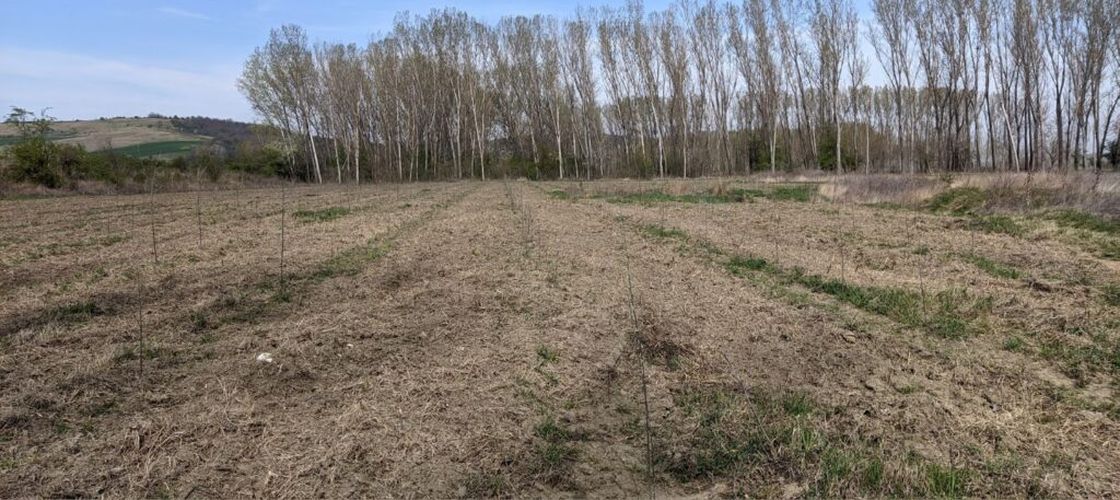 Oficial al Băncii Centrale Europene: Criza climatică și degradarea naturii amenință stabilitatea financiară a Europei