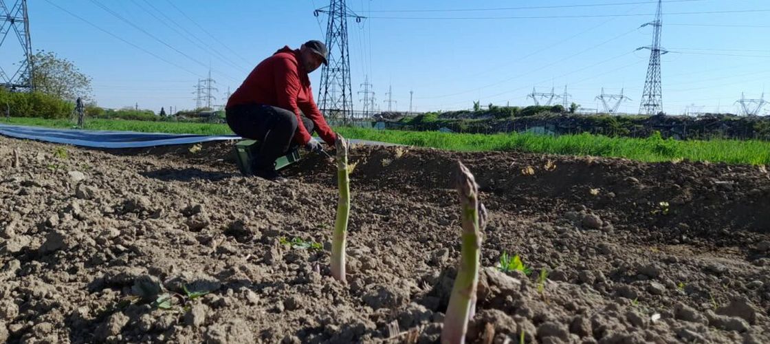 FOTO-VIDEO | Sparanghelul, cultura de nișă care prinde rădăcini în Timiș: „Nu cred că mai are cineva în România asemenea delicatesă”