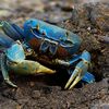 Exporturile de crab albastru din Venezuela, un produs considerat premium pe piața americană, au fost suspendate brusc, lăsând fără venituri mii de pescari
