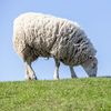 Alertă sanitar-veterinară în Buzău / Focar de variolă ovină și caprină depistat într-o fermă cu 1.800 de animale