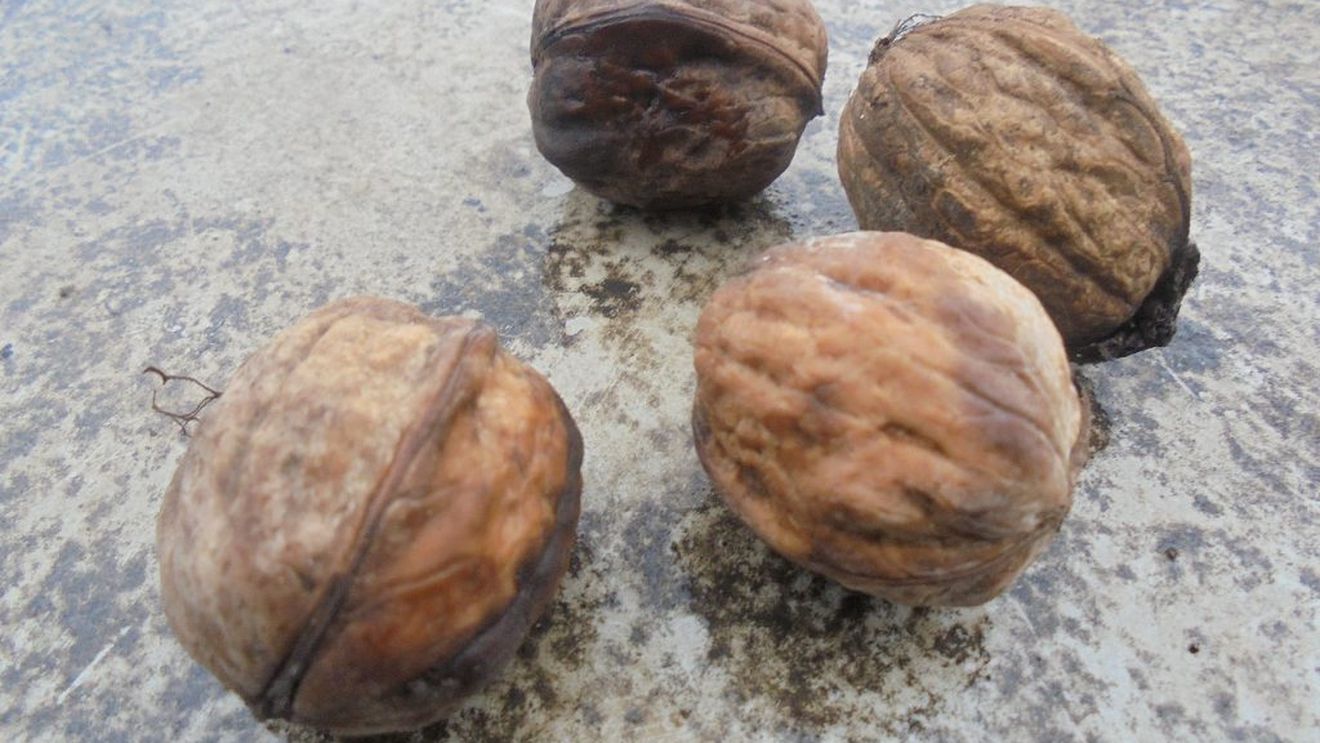 Nucile, produsele derivate din nuci și semințele, pe primul loc în topul mărfurilor agro-alimentare raportate în Sistemul Rapid de Alertă pentru Alimente și Furaje ( RASFF )