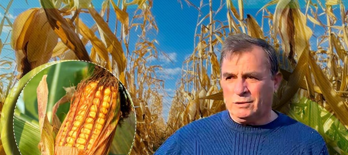 VIDEO | Porumbul „bătrânesc” pe care un fermier din Maramureș îl cultivă pentru găini și pârgă: „Ne-am dat seama că găinile noastre sunt mai sănătoase” / Ce spun studiile