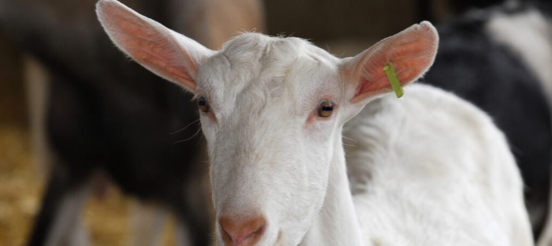 Focar de febră aftoasă pe Insula Lesbos: Peste 8.000 de animale sacrificate / Pierderi de peste 7 milioane de euro