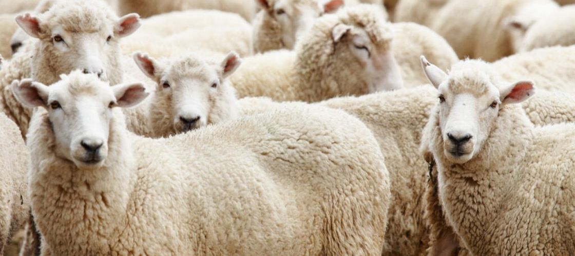 Premieră pentru exporturile românești: țara noastră livrează ovine cu avioane cargo către Algeria / Întreg necesarul pentru 2026 va veni din țara noastră