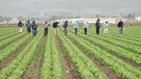 Fermierii din Arizona depind de muncitorii care vin zilnic din Mexic / Fermier: „Oamenilor le este frică să treacă granița”