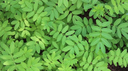 Descoperire importantă pentru sănătate: Un „arbore-minune”, folosit încă din antichitate la purificarea apei, ar putea elimina aproape complet microplasticul din apă / Studiile arată rezultate spectaculoase, dar rămân întrebări