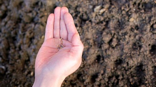 Seminţe autohtone de flori şi legume, colectate de elevii unui liceu agricol din Bistriţa-Năsăud pentru a fi prezervate / Sunt plănuite o grădină senzorială și o bancă de semințe