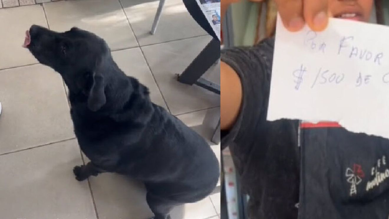 Un câine merge singur să cumpere pâine pentru stăpânul său/ Vine la magazin, în fiecare zi, cu punga, o listă și banii exacți