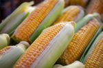 Ce se întâmplă în organism când mănânci alimente modificate genetic? Un specialist în nutriție explică ce sunt OMG-urile, ce este mit și ce ar trebui să ne preocupe