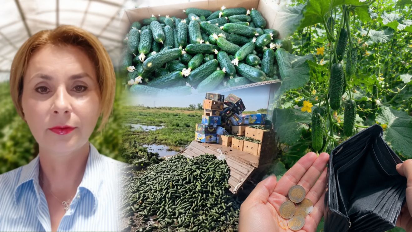 Criză pentru legumicultori: Castraveții au ajuns la 50 de bani kilogramul, iar fermierii spun că nu își mai acoperă nici costurile cu zilierii / „Nu mai punem munca noastră, taxa la intrare în en-gros, motorina, fertilizanții, tratamentele”