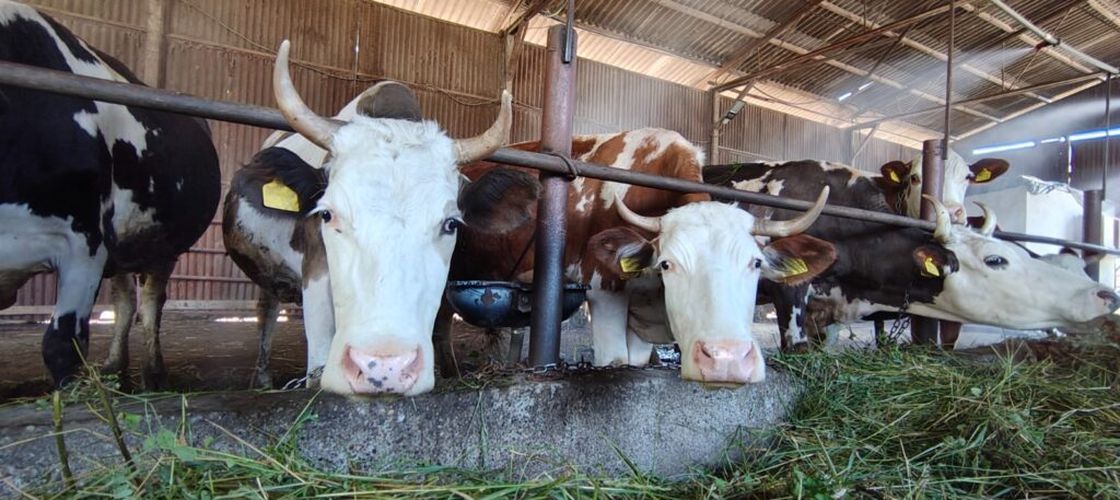 ANAMOB: Tehnologia IoT poate ajuta fermele mici să devină mai reziliente în fața schimbărilor climatice / Sistem inteligent pentru monitorizarea în timp real a bunăstării animalelor