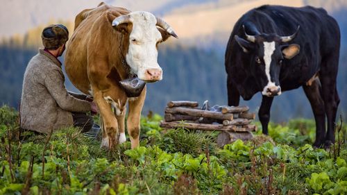INS: Mai multă carne, lapte și ouă produse în 2025 comparativ cu anul precedent