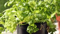 Cum să cultivi coriandru în casă și să ai frunze proaspete tot anul. Planta are nevoie de un singur lucru pentru a crește bine