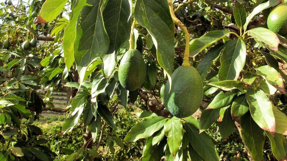 Piața de avocado din lume/Scăderea producției din Peru s-a dovedit favorabilă pentru Africa de Sud