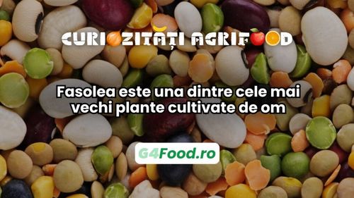 Curiozitate agri-food: Fasolea este una dintre cele mai vechi plante cultivate de om / O istorie a supraviețuirii și adaptării