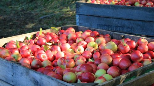 Republica Moldova: Sectorul agroalimentar, în deficit major / Exporturile au însumat doar 679 milioane $/ Veceslav Ioniță, expert în politici economice: „Este inadmisibil ca o țară cu tradiție agricolă puternică să devină importator net de produse agricole”