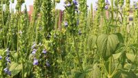 Cultura care rezistă la secetă și ajută albinele / Chia începe să câștige teren și în agricultura europeană / Ce trebuie să știe fermierii despre cultivarea acestei plante