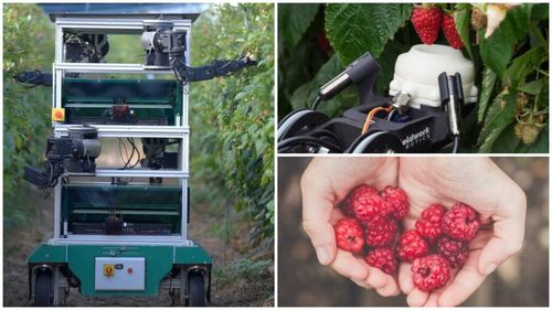 Robocrop, primul robot din lume care culege zmeură, va fi folosit în ferme din Regatul Unit, Australia și Portugalia