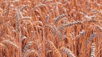 Noi provocări pentru agricultori: Temperaturile ridicate și umiditatea pot afecta culturile de grâu / Fusarioza revine în atenția fermierilor