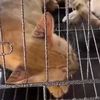 Peste 500 de pisici au fost salvate înainte să fie sacrificate pentru consum în Vietnam / Zeci de animale s-au întors deja la proprietari