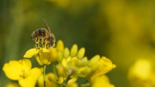 Practici prietenoase cu biodiversitatea/ Reprezentant ADEPT Transilvania: Prin folosirea de polenizatori naturali, agricultorii au şi beneficii economice, nu doar ecologice