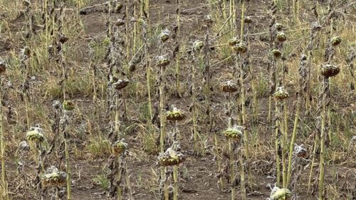 Stimulent financiar pentru fermieri: Sesiune deschisă pentru submăsura 17.1 „Prime de asigurare a culturilor, a animalelor și a plantelor”/Statul acoperă 70% din prețul asigurării