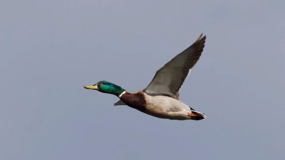 O raţă din Elveţia, înregistrată de un radar pentru "exces de viteză"/ Zbura cu 52 de km pe oră  într-o zonă în care viteza este limitată la 30 de km pe oră