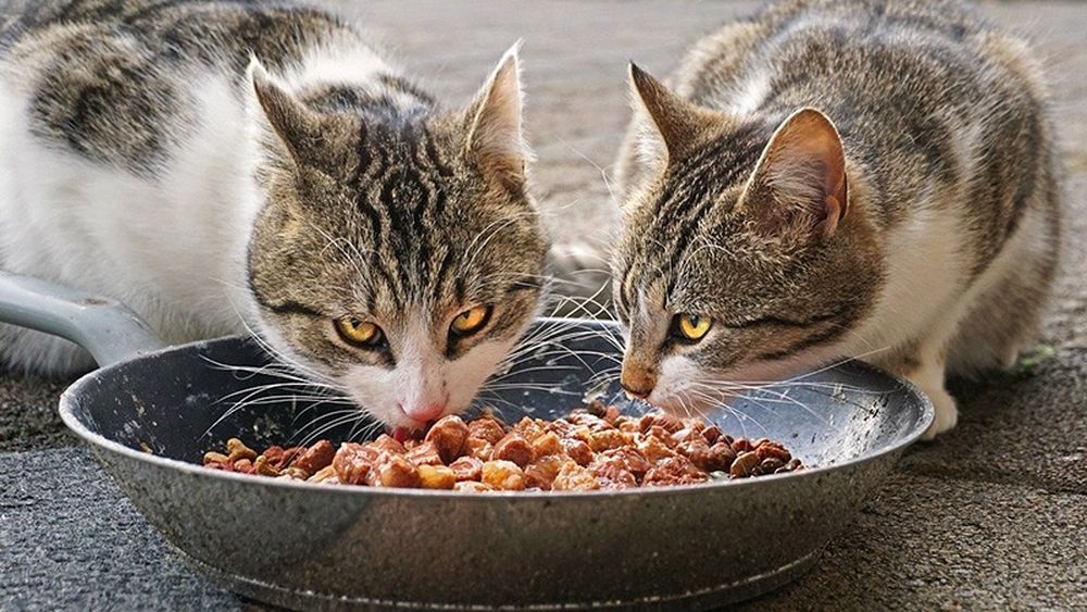 Adio, alergie la pisici: Purina pregătește lansarea în România a hranei revoluționare așteptate de alergici / Cum funcționează ingredientul minune: Explicația coordonatorului științific Dan Urcan