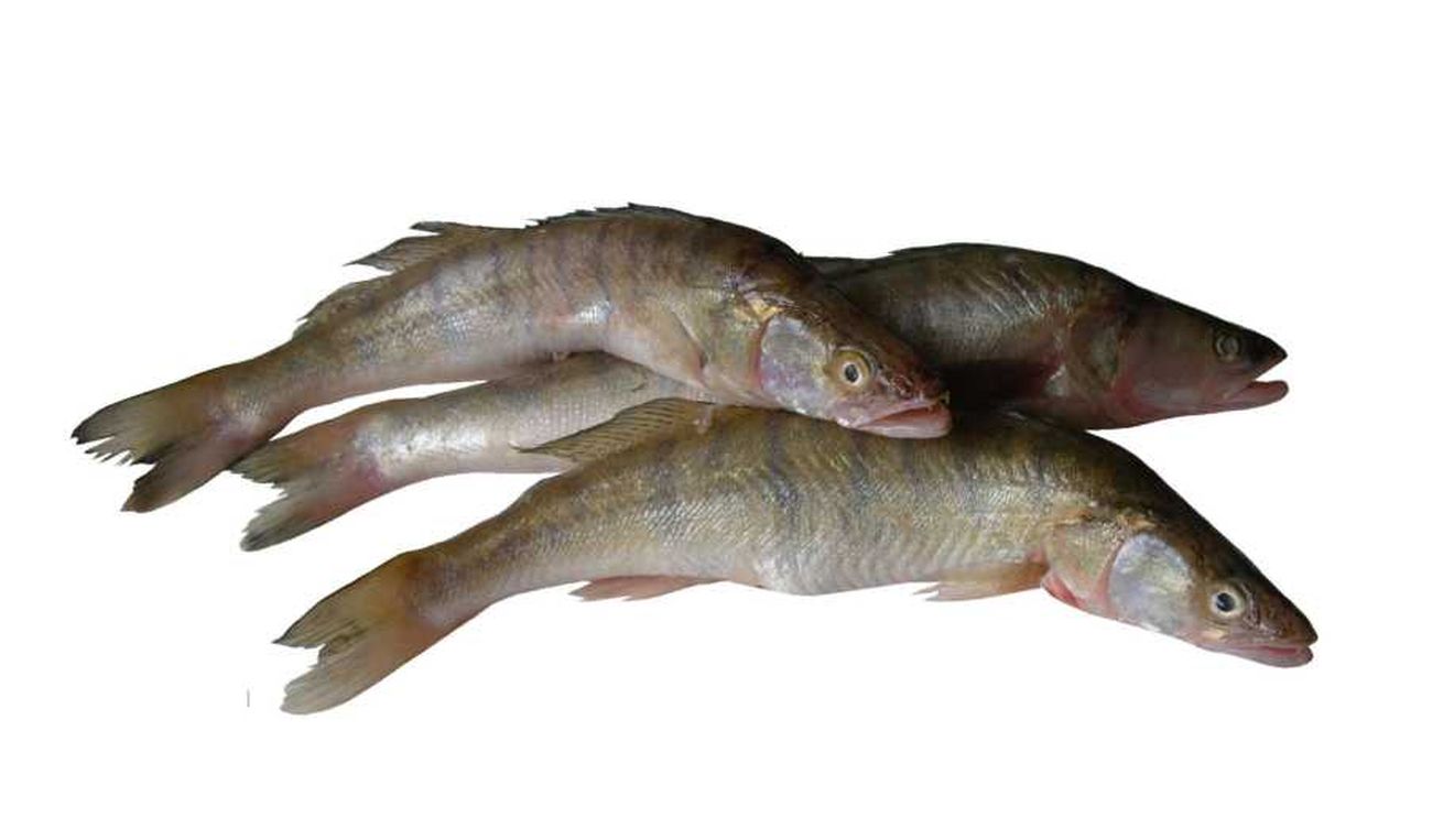 Specialiştii au încheiat campania de repopulare cu șalău a Complexului lagunar Razim-Sinoe: Peste o mie de cuiburi cu câte 30.000 de icre embrionate au fost lansate la apă / Când ajung la maturitate