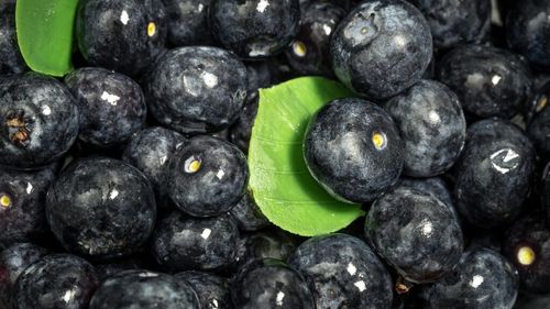 Sucul de aronia, fructul numit și „aur negru”, are efecte asupra glicemiei și tensiunii / Un nou studiu arată și un posibil rol important în echilibrul microbiomului intestinal