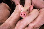 Localnicii dintr-o comună din Constanța au început să taie porcii înainte de Crăciun, de teama pestei porcine. Autoritățile iau în calcul sacrificarea tuturor animalelor
