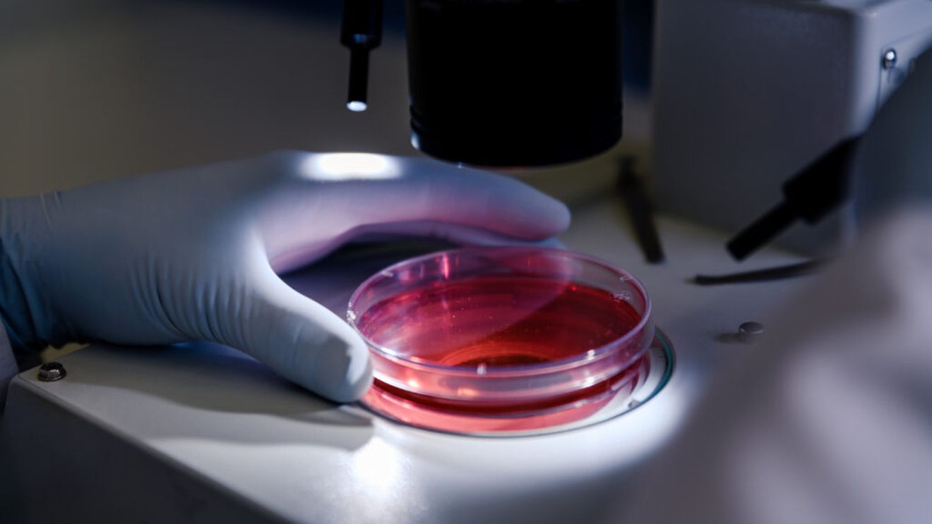 Un virus al ardeiului, transformat într-o unealtă genetică de precizie / Cercetătorii chinezi pot "opri" gene în trei săptămâni / Metoda ar putea accelera studiile pentru soiuri rezistente la boli