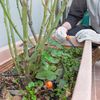 7 fructe și legume care cresc bine la umbră, în ghivece pe balcon. Nu ai nevoie de o terasă însorită pentru o recoltă bogată
