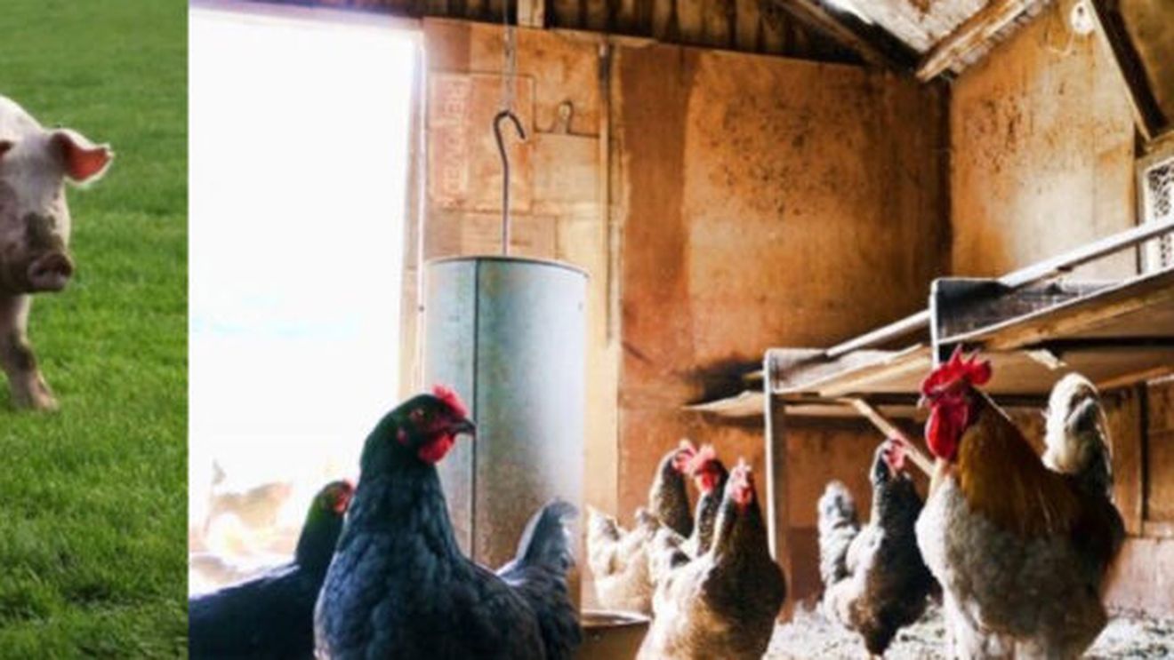 Primul caz de gripă aviară H5N1 detectat la porci într-o fermă din America / Autorități sanitare: „Nu există nicio îngrijorare în privința siguranței alimentelor pe bază de carne de porc ca urmare a acestei descoperiri”