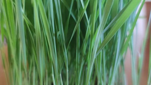 Festivalului European BIO şi al Tradiţiilor Locale - septembrie 2024