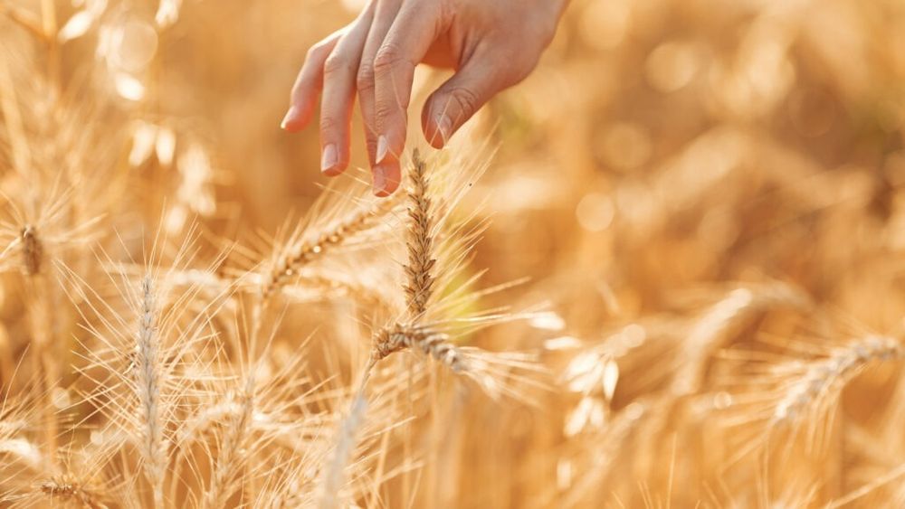 Preţul crescut al îngrăşămintelor îi determină pe producătorii agricoli din Vaslui să renunţe la fertilizarea culturilor, spun specialiștii