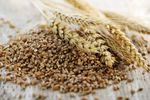 Ministrul interimar al Agriculturii, Tanczos Barna: Producția de cereale din Timiș, Bihor și Satu Mare este grav afectată