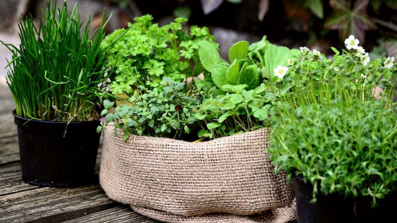 Dincolo de mărar, pătrunjel, leuștean și țelină. Ce plante aromatice putem cultiva în grădină sau chiar pe balcon sau pe pervaz. La ce tipuri de preparat folosește fiecare