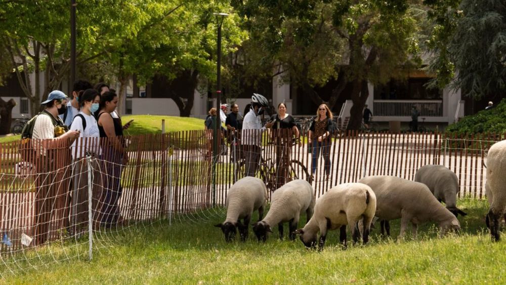 Rolul terapeutic al oilor folosite în locul mașinilor de tuns iarba / Student: Mi-a plăcut să văd oaia chiar înainte de examenul de la chimie. M-a ajutat să nu mă stresez