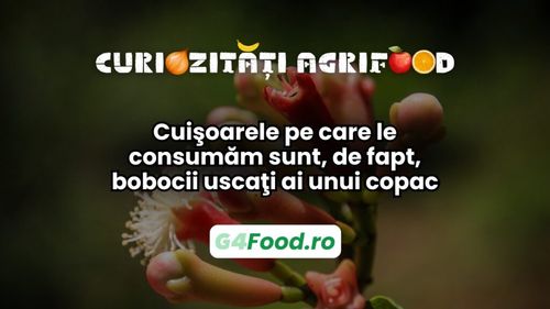 Curiozitate agri-food 10 martie: Cuișoarele pe care le consumăm sunt, de fapt, bobocii uscaţi ai unui copac